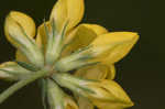 Bird's-foot trefoil